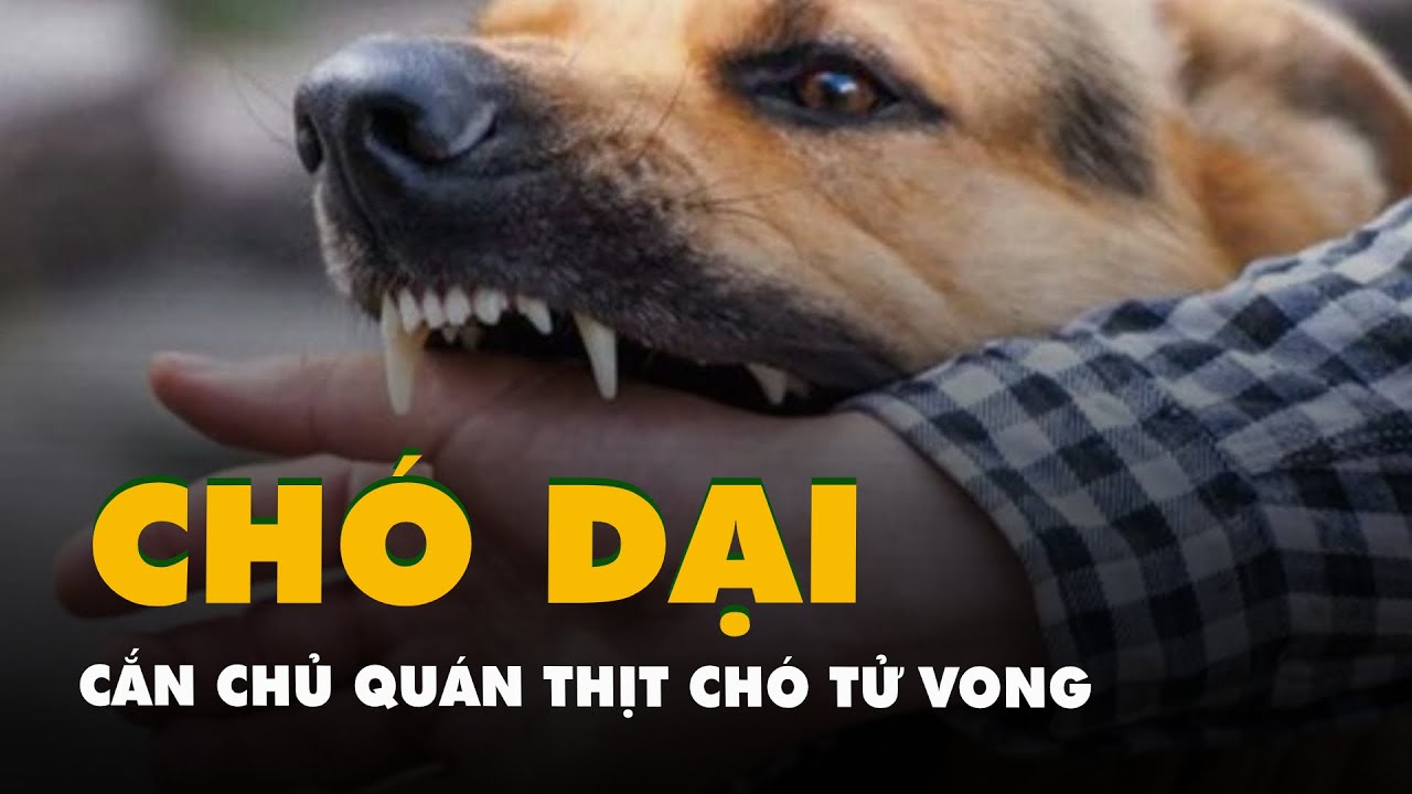 Chó dại cắn chủ quán thịt chó tử vong