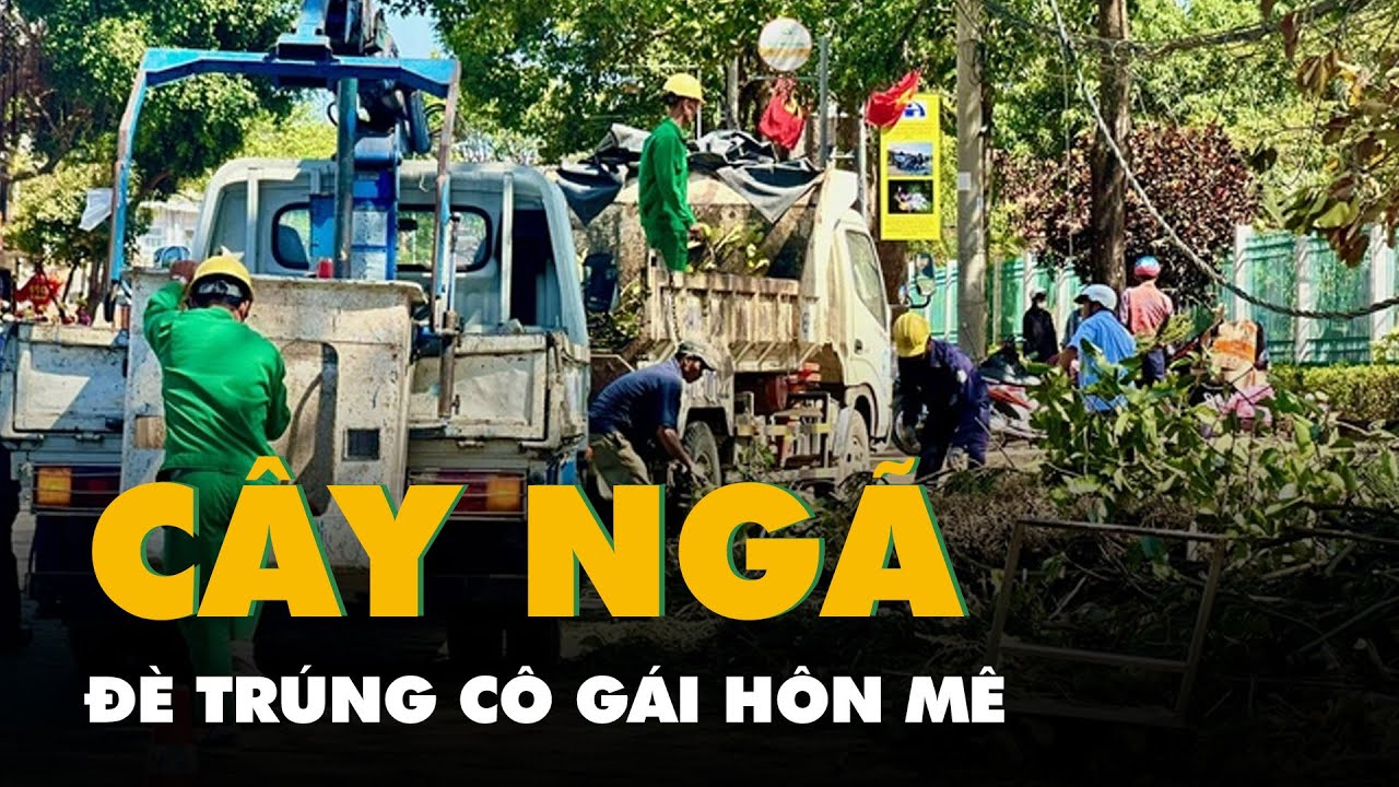 Đang bán hoa Valentine, cô gái bị cây tùng ngã đè trúng, hôn mê