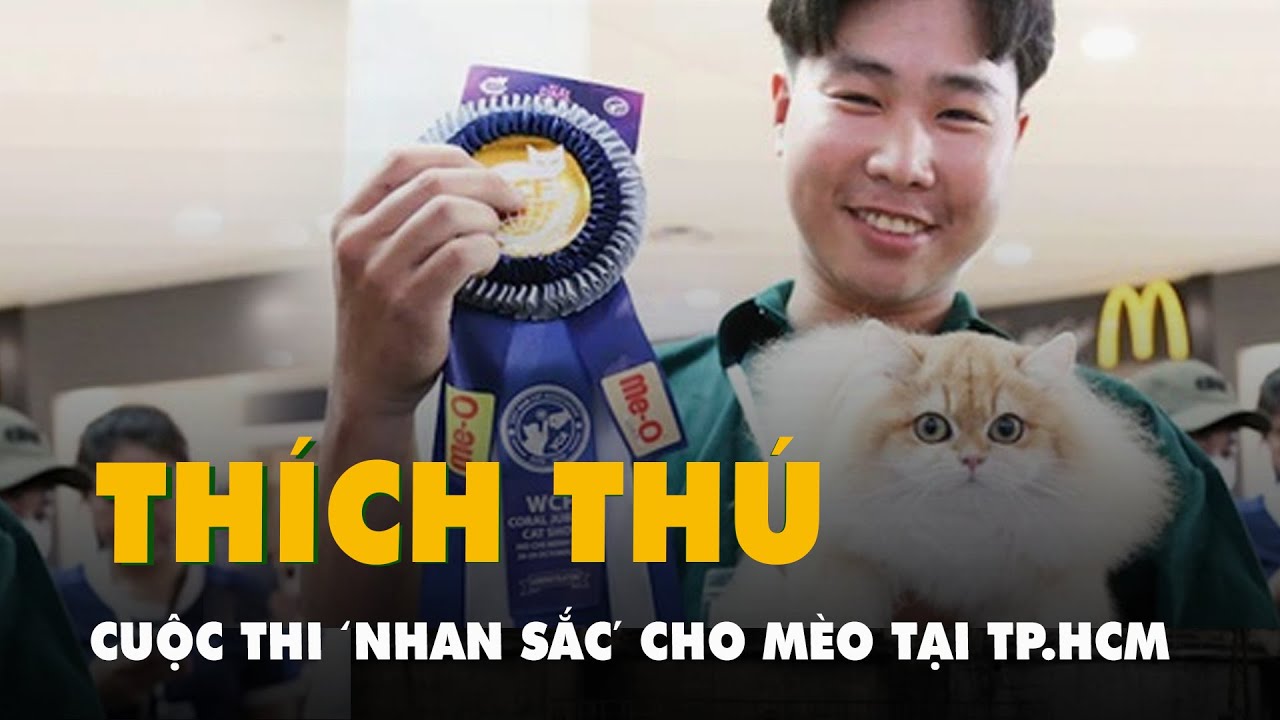 Cuộc thi 'nhan sắc' dành cho mèo giống tại TP.HCM