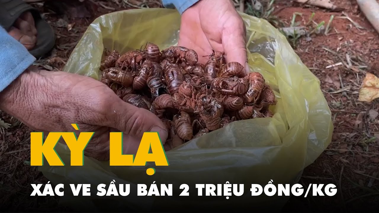 Kỳ lạ xác ve sầu bán 2 triệu đồng/kg, người dân đi nhặt từ 3h sáng