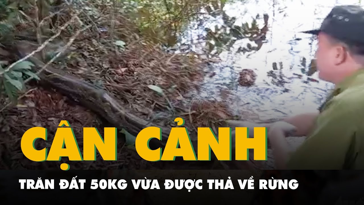 Cận cảnh trăn đất 50kg, vừa được kiểm lâm TP.HCM thả về rừng