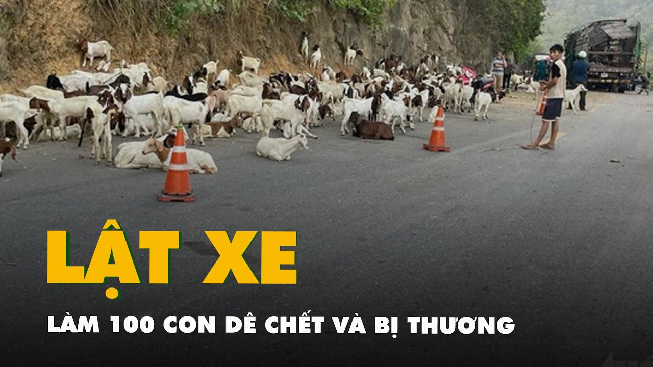 Xe tải lật làm 100 con dê chết và bị thương, cộng đồng chung tay mua giúp