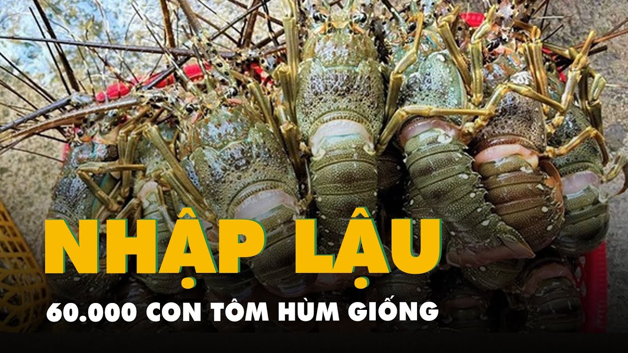 Phát hiện 60.000 con tôm hùm giống nhập lậu qua sân bay Đà Nẵng