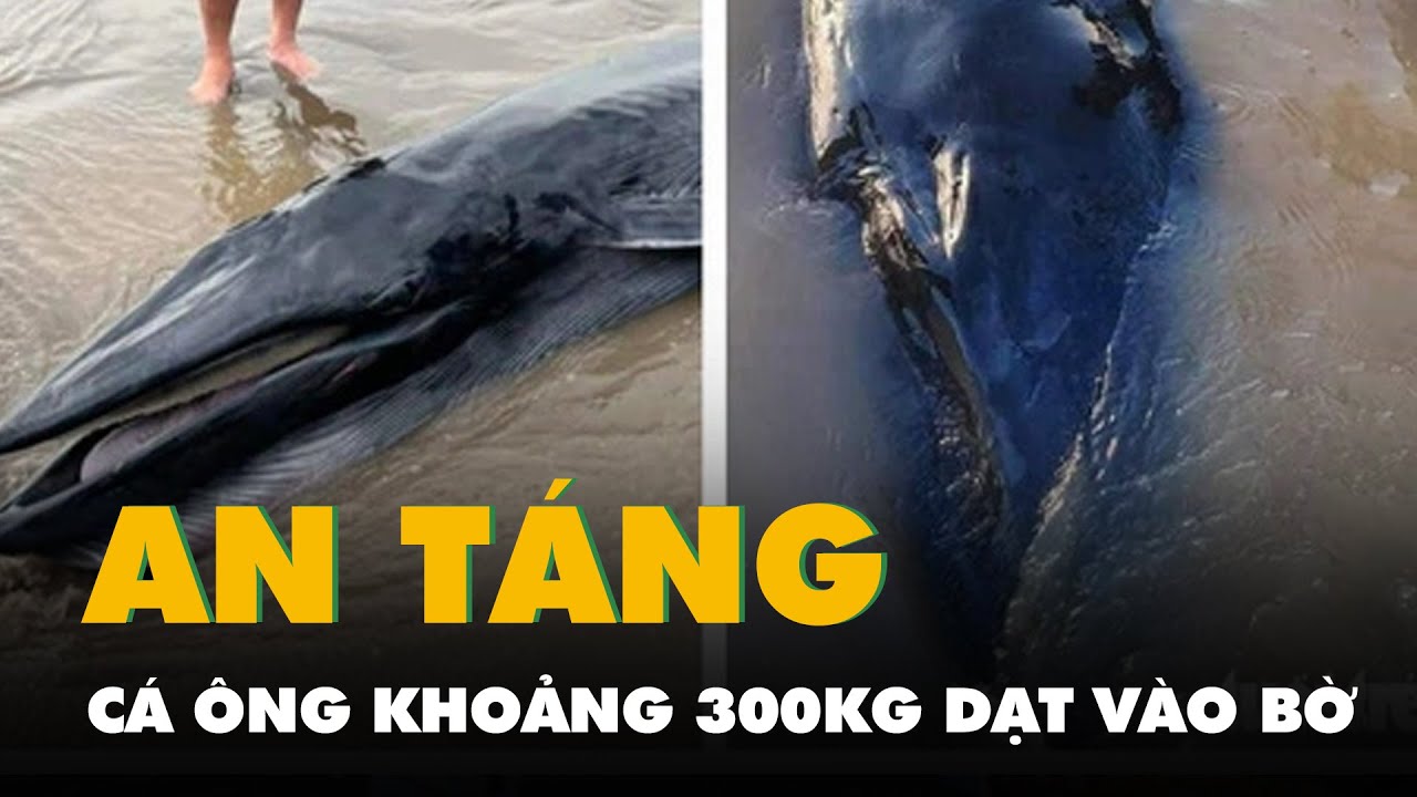 An táng cá ông khoảng 300kg dạt vào biển Hồ Thùng ở Trà Vinh