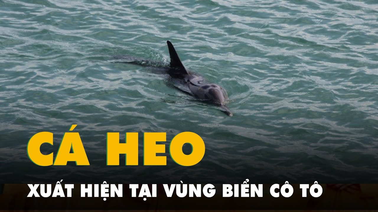 Cá heo xuất hiện tại vùng biển Cô Tô, Quảng Ninh