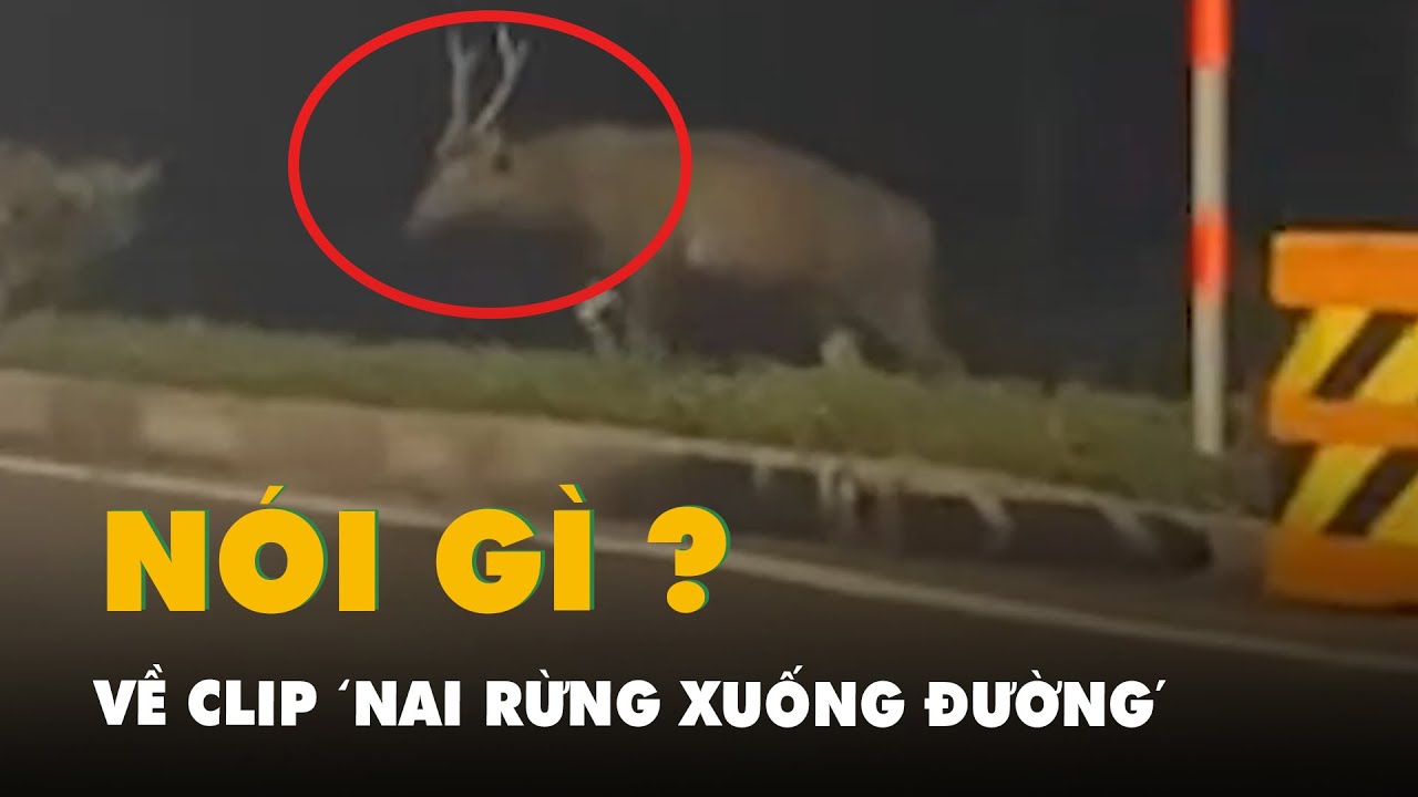 Xôn xao clip 'nai rừng xuống đường', Hạt kiểm lâm Cần Giờ nói gì?