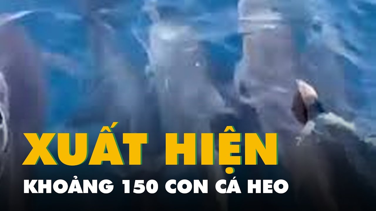 Khoảng 150 con cá heo xuất hiện, bơi tung tăng vùng biển danh thắng Mũi Điện