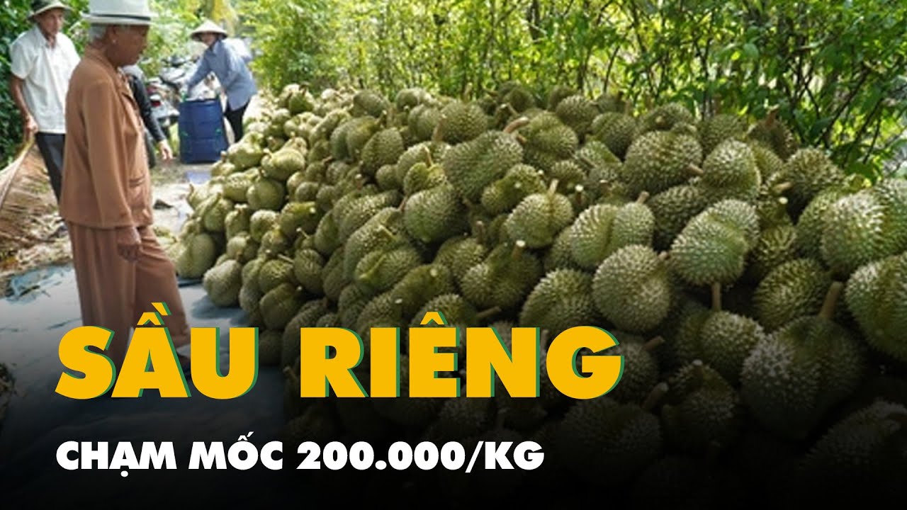 Giá sầu riêng tại vườn chạm mốc 200.000 đồng/kg ngay đầu năm mới