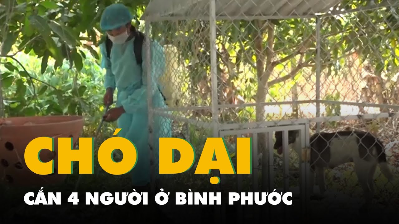 Một con chó dại thả rông qua 2 xã một thị trấn, cắn 4 người ở Bình Phước