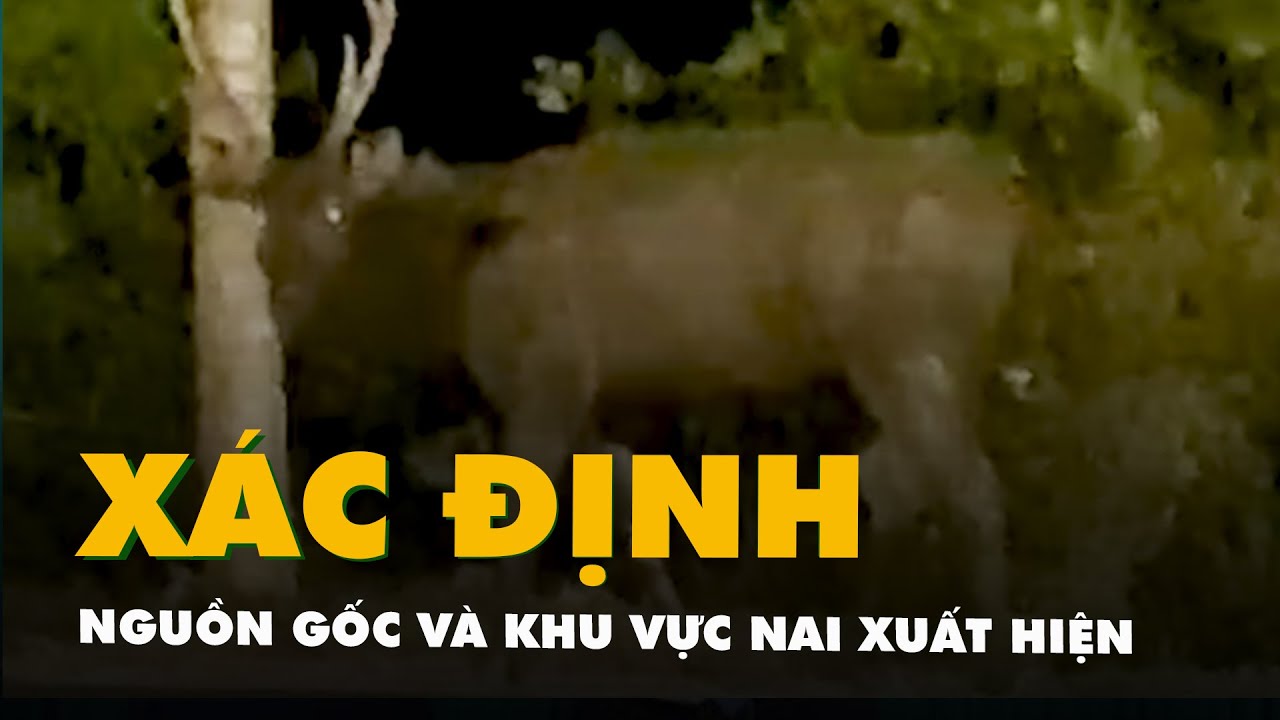 Kiểm lâm Cần Giờ đã xác định nguồn gốc và khu vực nai xuất hiện trong clip