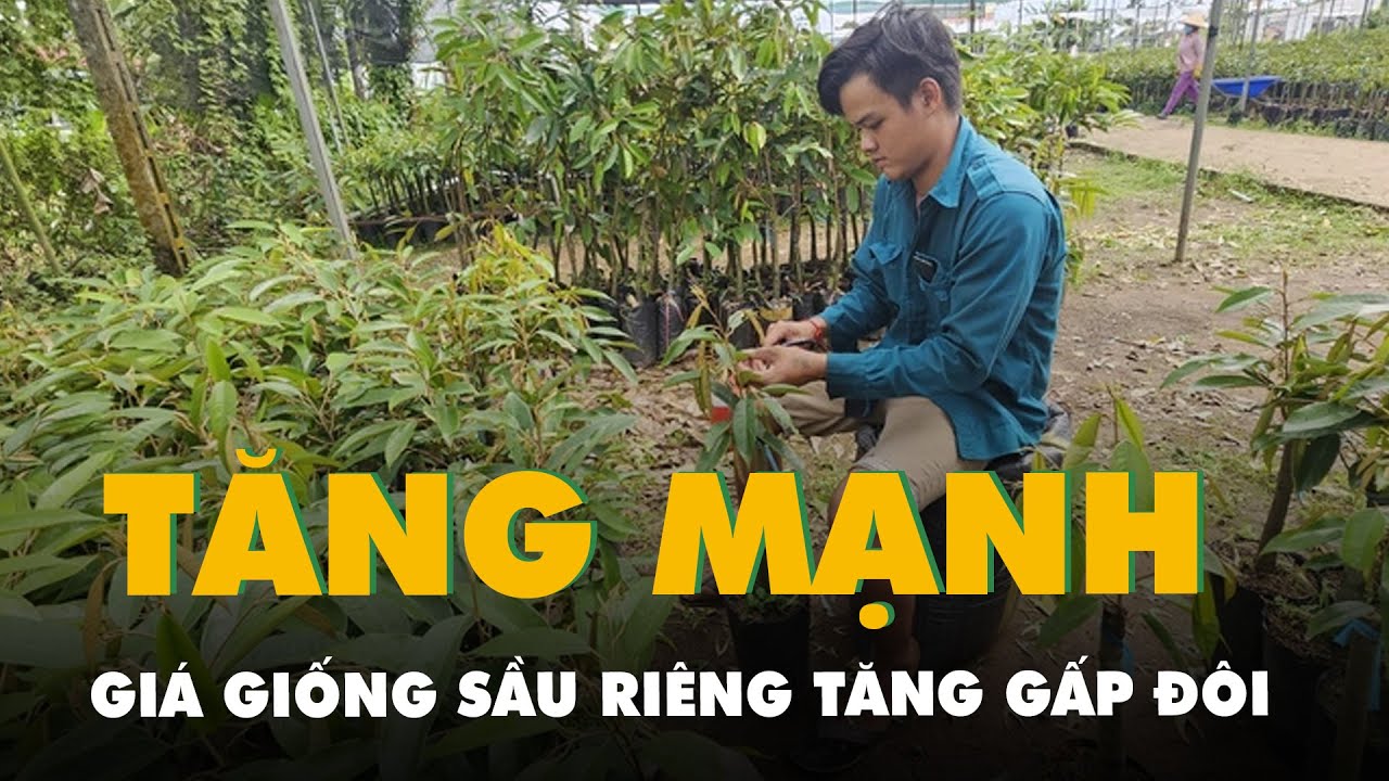 Tin tức sáng 29-7: Giá giống sầu riêng tăng gấp đôi; Sốt xuất huyết tại Hà Nội, TP.HCM tăng