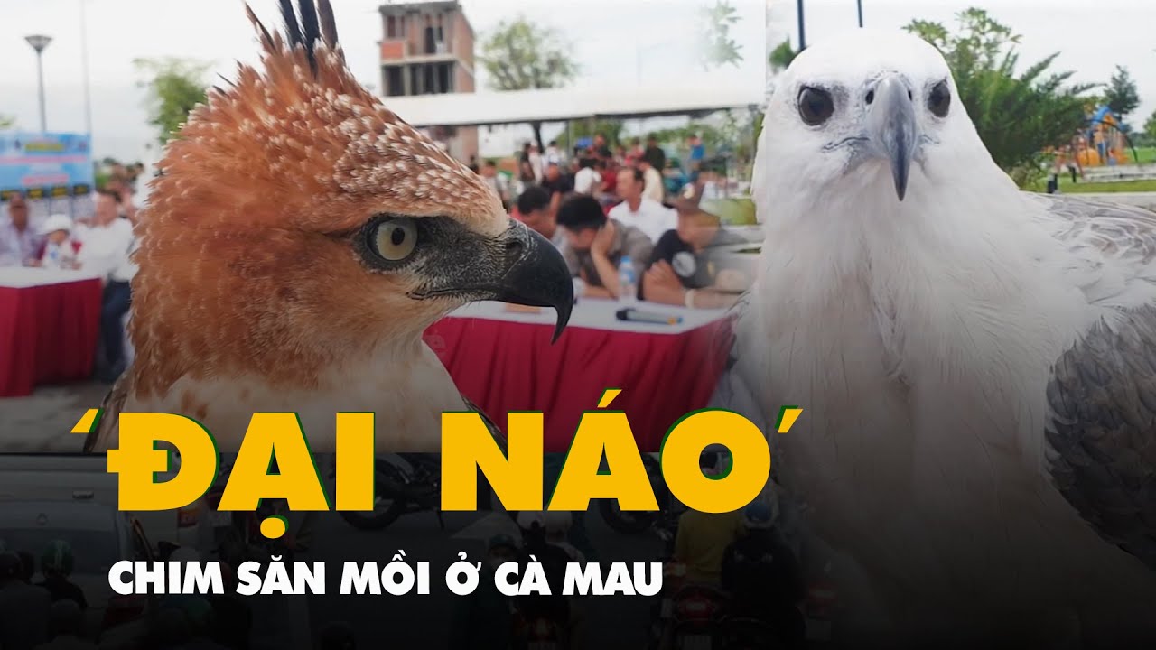 Chim săn mồi 'đại náo' bầu trời Cà Mau