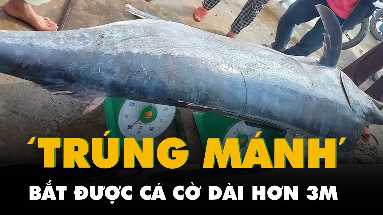 Ngư dân Quảng Trị bắt được cá cờ dài hơn 3m, nặng 200kg