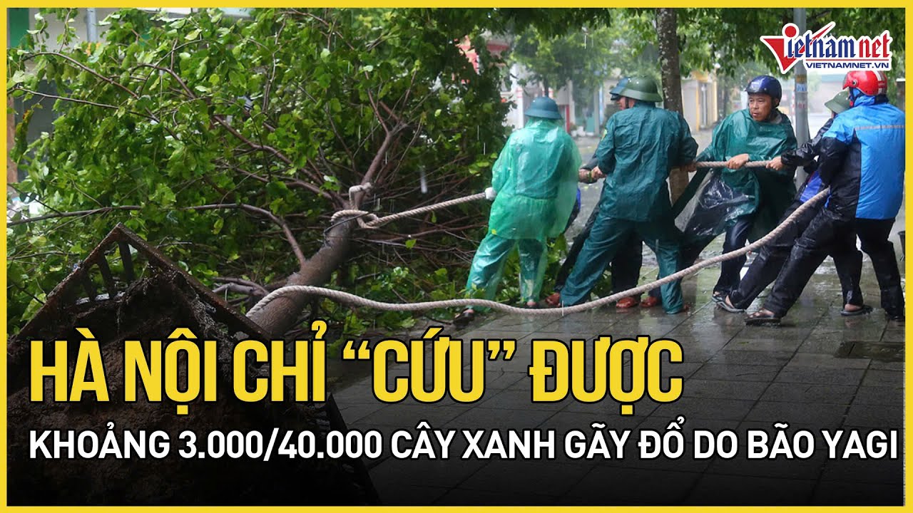 Hà Nội: Hơn 40.000 cây xanh gãy đổ, chỉ 3.000 cây có cơ hội sống sót , 100 cây quý hiếm được cứu