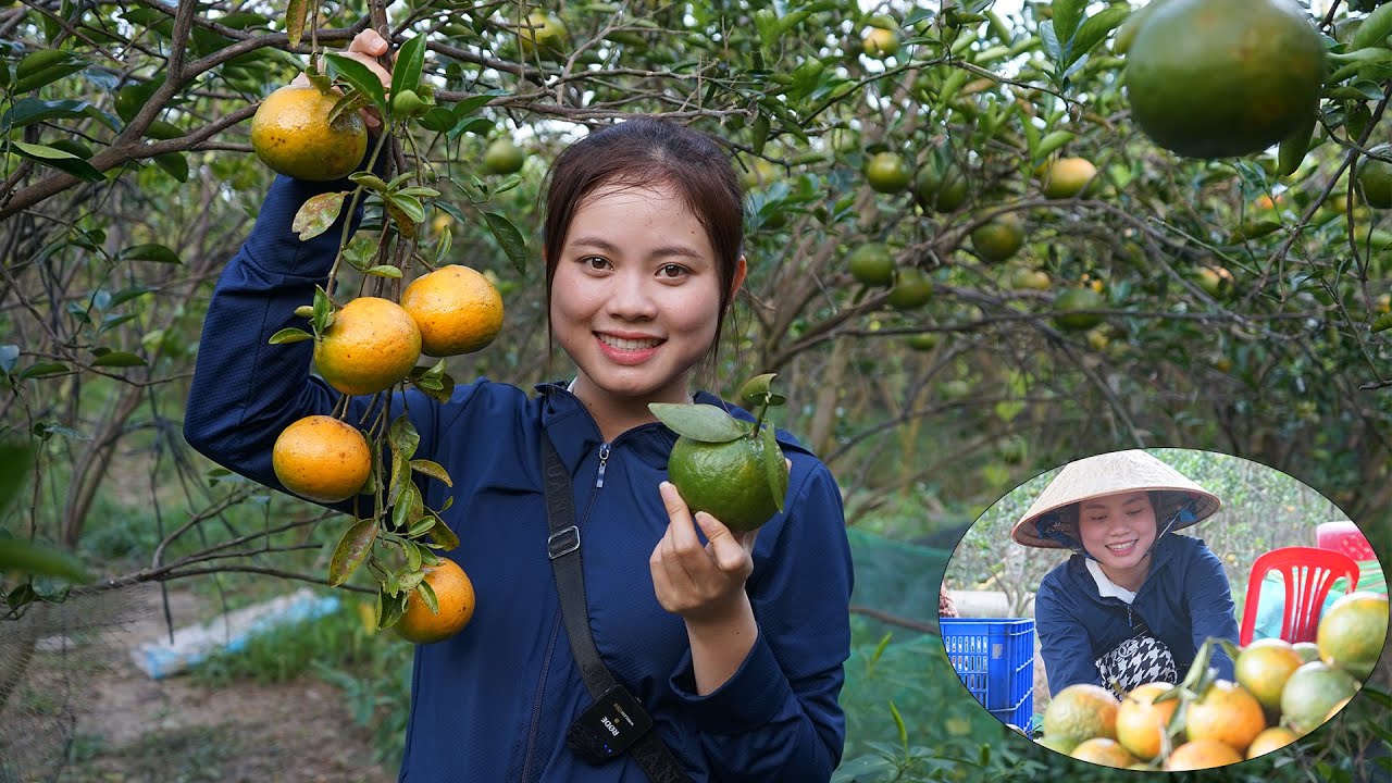 Giải cứu vườn cam rớt giá thê thảm và Hương trở thành cô láy cam