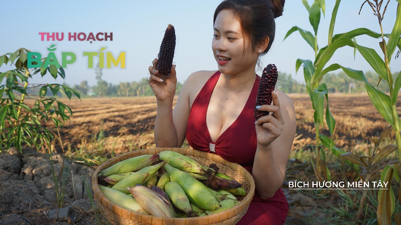 Mời Cả Nhà Thu Hoạch Đặc Sản Bắp Tím Cùng Hương Nha