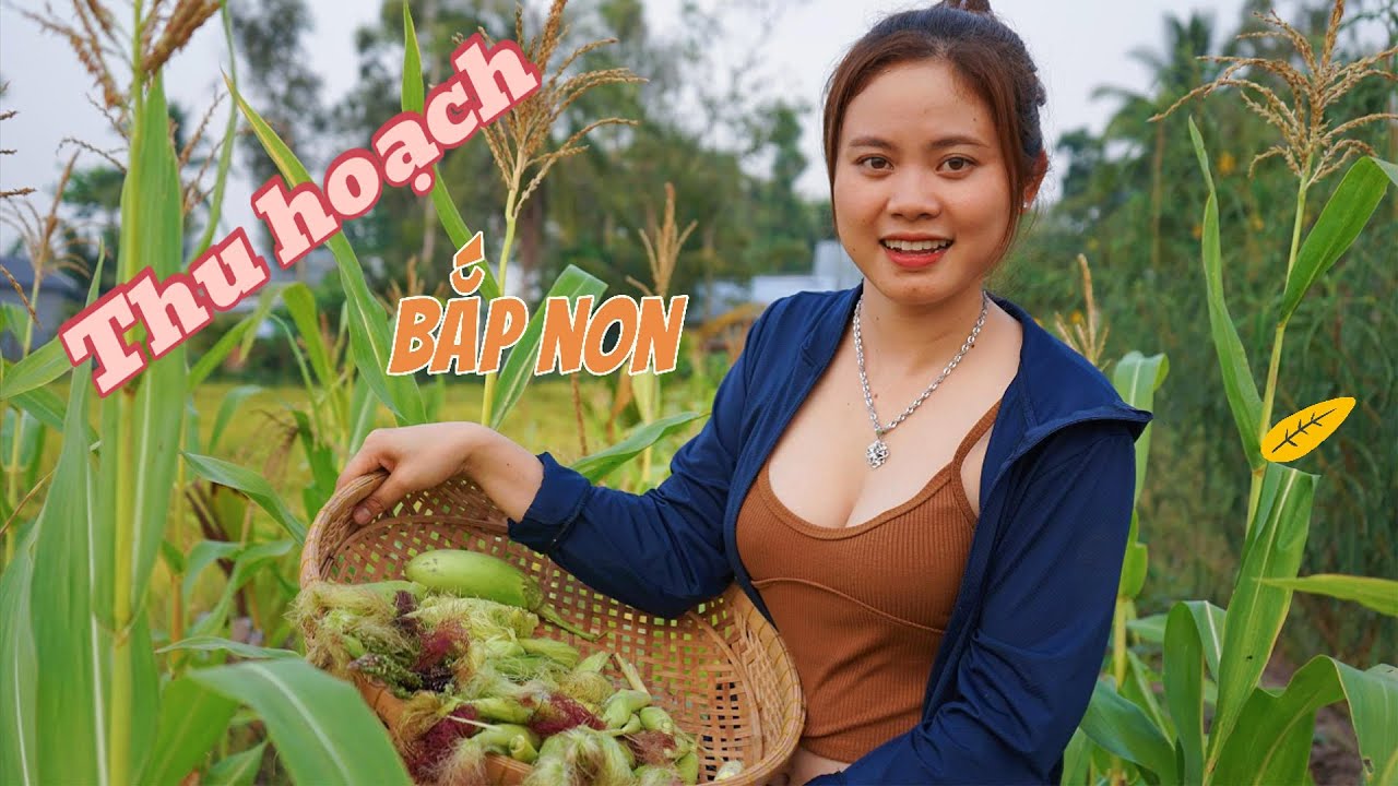 Buổi Chiều Ra Thăm Vườn và Thu Hoạch Bắp Non Cùng Hai Cha Con Hương Nha