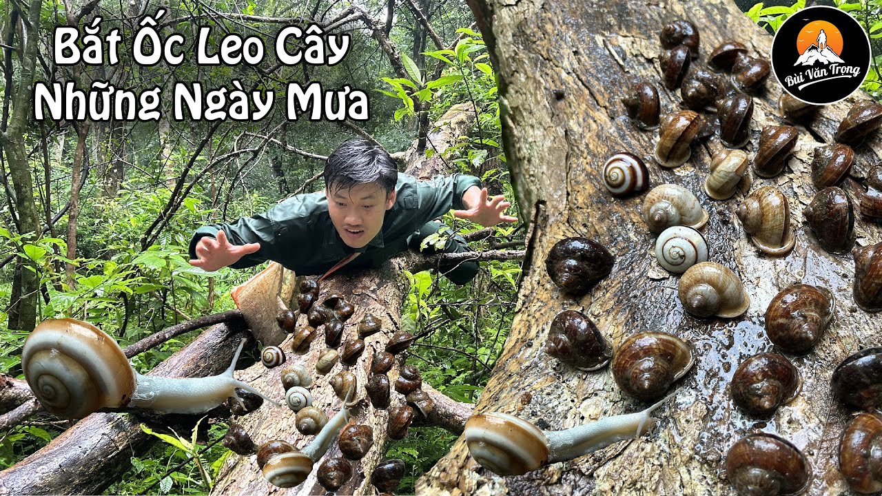 TÌM BẮT ỐC NÚI ( ốc đá ) LEO CÂY NHỮNG NGÀY MƯA - Bùi Văn Trọng (Nhịp Sống Miền Núi)