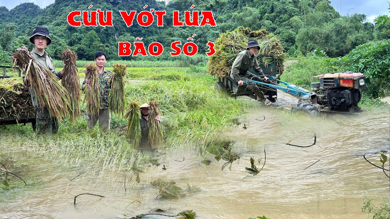 CỨU VỚT LÚA TRONG NHỮNG NGÀY MƯA BÃO - ẢNH HƯỞNG CỦA CƠN BÃO SỐ 3 - Bùi Văn Trọng