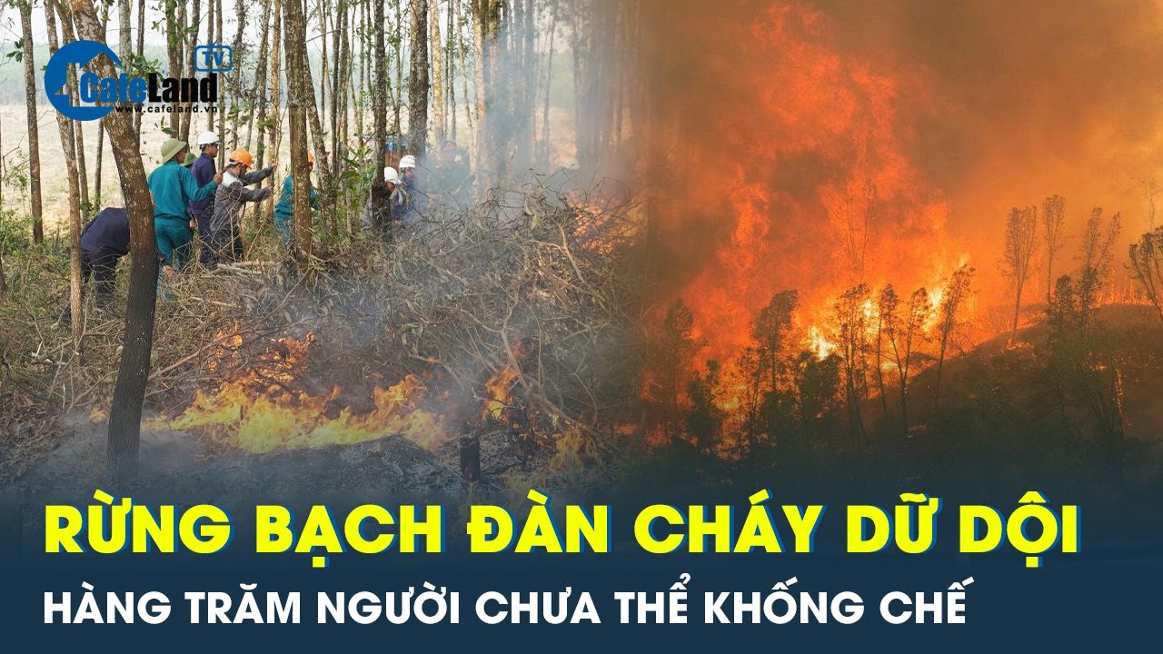 Hàng trăm người chưa thể khống chế cháy rừng bạch đàn ở Quảng Bình | CafeLand