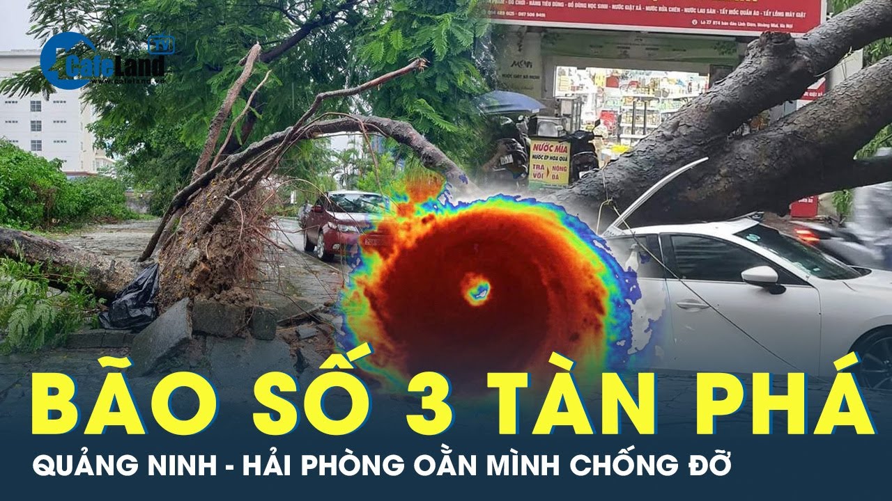 Quảng Ninh - Hải Phòng ngổn ngang cây đổ, hư hại bởi bão số 3 | CafeLand