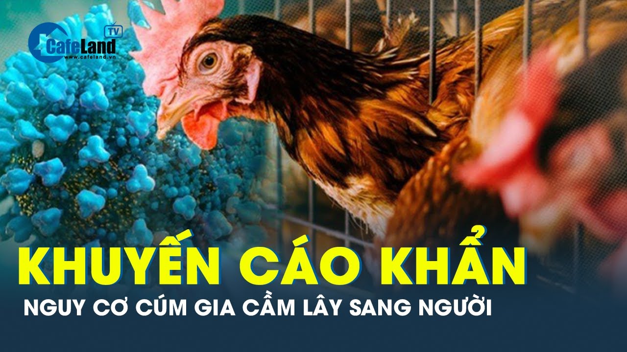 Bộ Y tế ra văn bản khẩn: Đề phòng nguy cơ  cao bùng dịch cúm gia cầm lây sang người | CafeLand