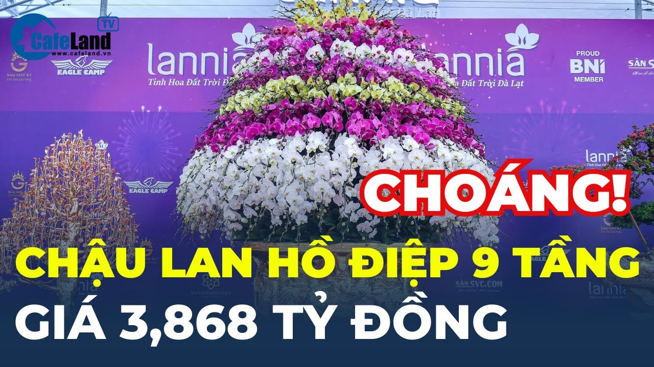 Choáng váng: Chậu lan hồ điệp 9 tầng chưng Tết giá 3,868 TỶ ĐỒNG | CafeLand