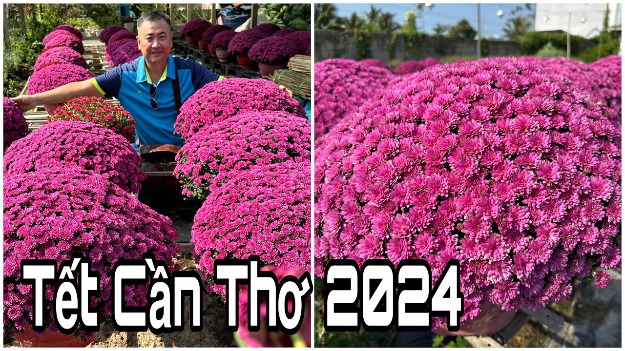 TẾT CẦN THƠ 2024, CHỢ HOA BẾN NINH KIỀU 2024🌺31-1-2024🌺cần thơ ký sự