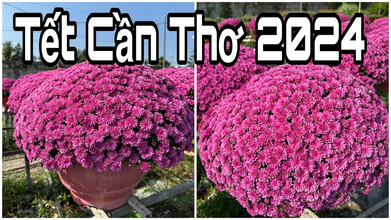 Tết Cân Thơ 2024, CHỢ HOA TẾT KDC 586 ĐÃ KHAI MẠC TP Cần Thơ 🌺01-2-2024🌺cần thơ ký sự