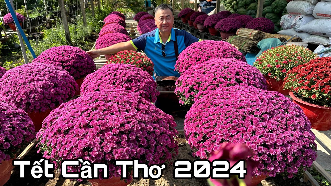 Tết Cần Thơ 2024 Hỏi giá Hoa Chưng Tết🌺23-1-2024🌺cần thơ ký sự