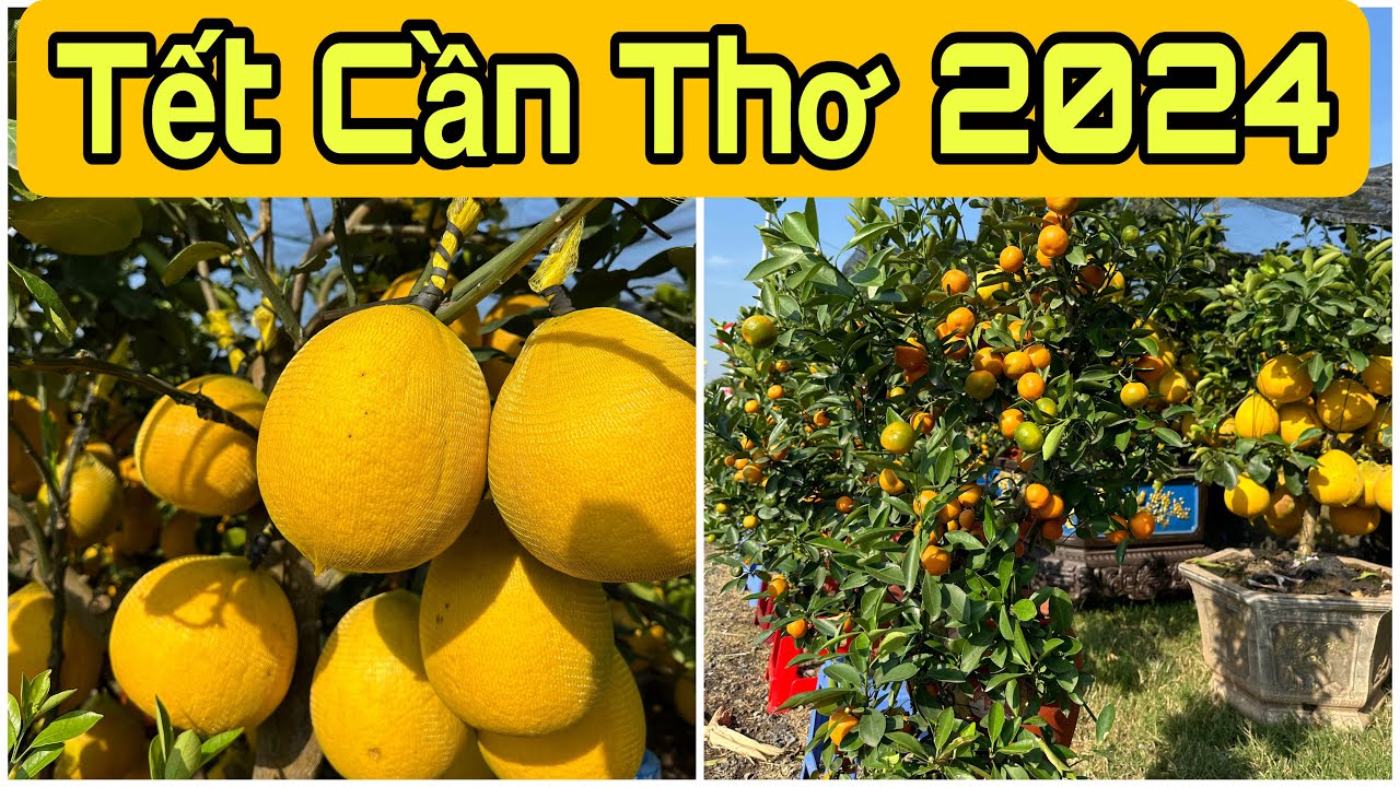 Tết Cần Thơ 2024 Hỏi giá Hoa Chưng Tết🌺24-1-2024🌺cần thơ ký sự