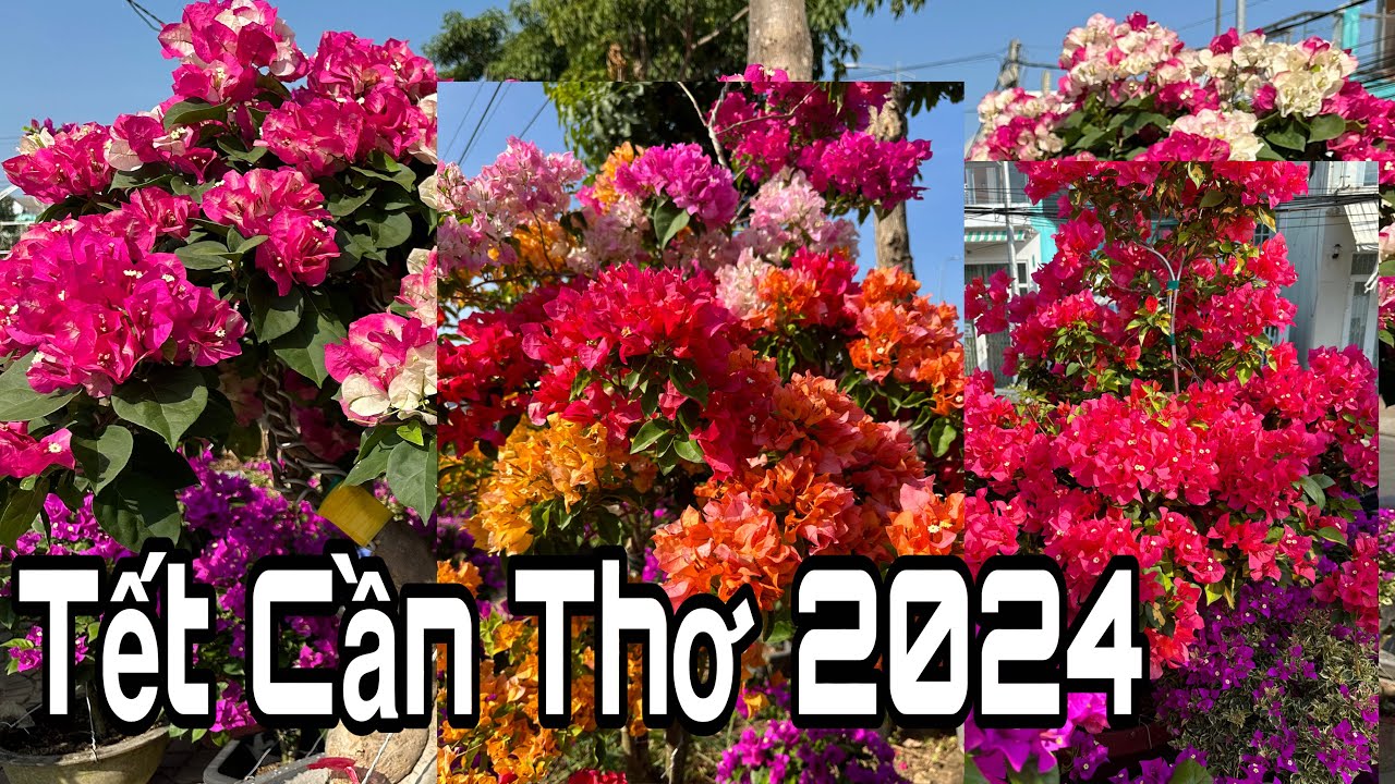 Tết Cân Thơ 2024, Làng Hoa Giấy Phú Sơn bán tại TP Cần Thơ 🌺30-1-2024🌺cần thơ ký sự