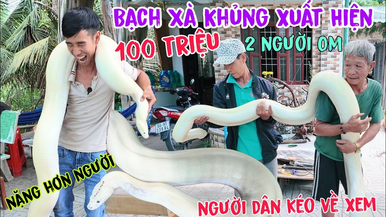 Tin Chấn Động Bạch Xà khủng xuất hiện ở Đồng Tháp chủ kêu 100 triệu 3 lần sỏng chuồn vẫn về