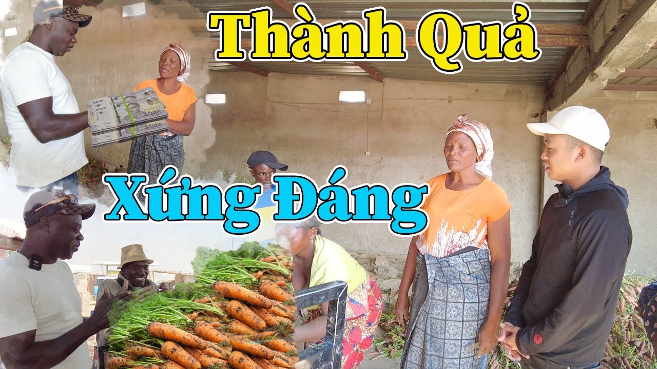 Công Giáp || Thu Về Số Tiền Khủng ? Thành Quả Xứng Đáng Của Người Dân Tại Trang Trại 3 Bản ???