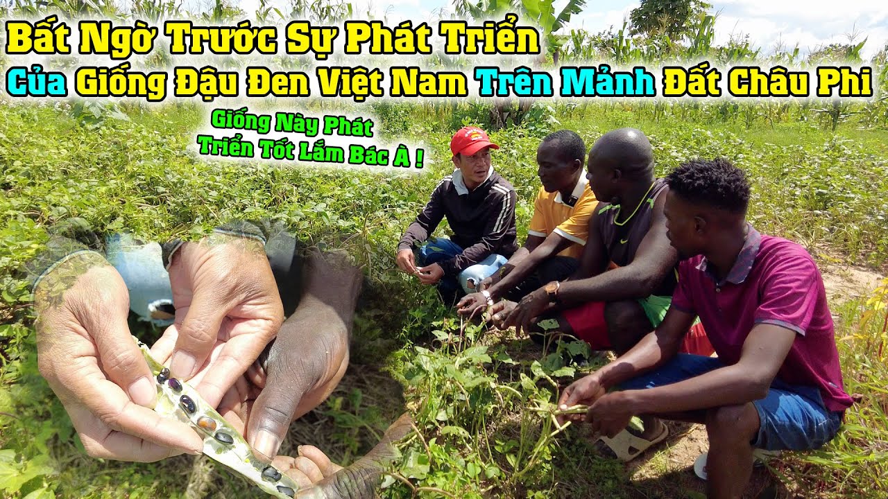 Công Giáp || Người Dân Vỡ Oà Khi Đậu Đen Việt Nam Đạt Năng Suất Cao Trong Lần Đầu Tiên Gieo Trồng !