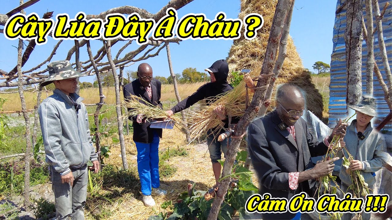 Công Giáp || "Hả !!! Cây Lúa Đây À Cháu" Lần Đầu Tiên Trong Đời Bác Được Sờ Vào Cây Lúa Đó Cháu À !!