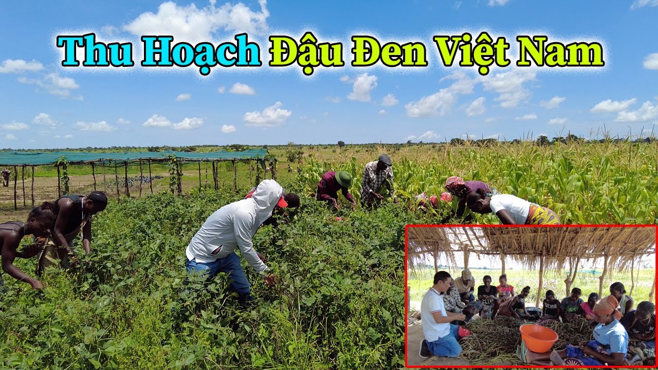 Công Giáp || Thu Hoạch Lương Thực Lần Đầu Tiên Tại Nông Trại 4 Bản- Năng Suất Đạt Rất Cao !!!