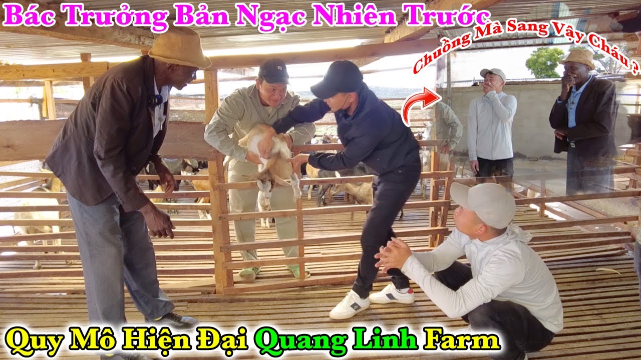 Bác Trưởng Thôn Thốt Lên " Chuồng Chăn Nuôi Mà Hiện Đại Hơn Nhà Ở Người Dân " Tại Quang Linh Farm ?