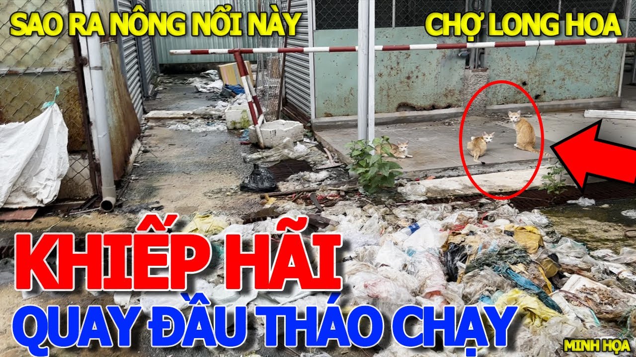 Giây phút THÁO CHẠY KHÔNG DÁM QUAY ĐẦU & HIỆN TRƯỜNG NGÔI CHỢ LONG HOA "NGÀN TỶ" LỚN NHẤT TÂY NINH