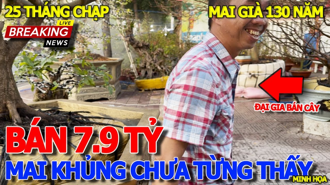 Choáng ngộp CÂY MAI TẾT BÁN GIÁ 7.9TỶ 130 NĂM TUỔI MẮC NHẤT VIỆT NAM - CHỢ HOA TẾT LỚN NHẤT VŨNG TÀU