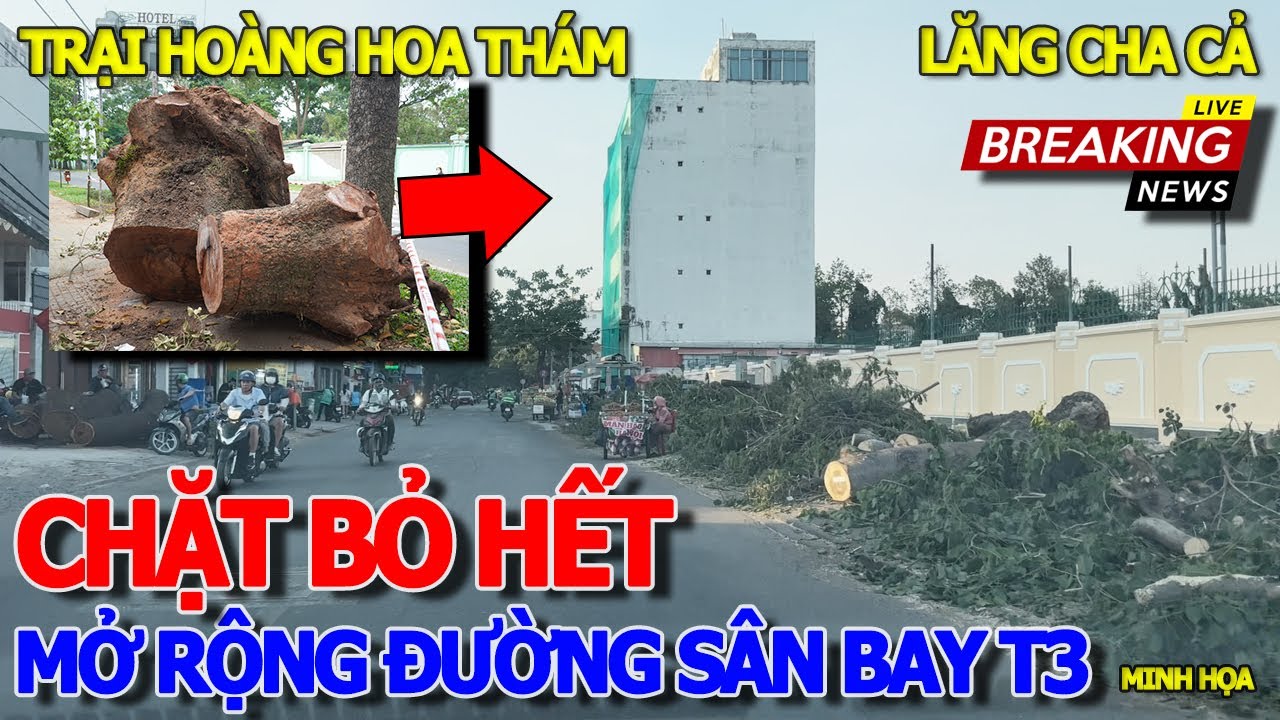 Rồi xong HÀNG LOẠT CÂY CỔ THỤ BỊ .ĐỐN HẠ .CHẶT BỎ - GIẢI TỎA MỞ RỘNG ĐƯỜNG VÀO SÂN BAY TÂN SƠN NHẤT