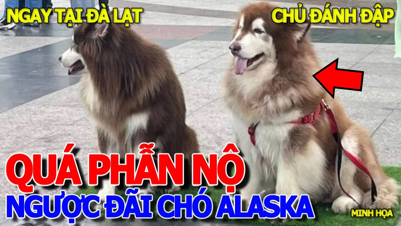 NGƯỢC ĐÃI ĐỘNG VẬT - CHỦ CHÓ ALASKA GÂY PHẪN NỘ CỘNG ĐỒNG MẠNG -ĐÀ LẠT HIỀN HÒA THANH LỊCH MẾN KHÁCH