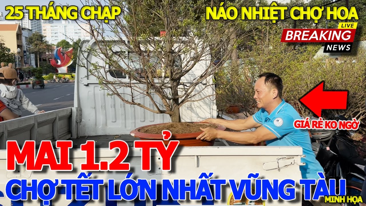 Quá kinh khủng CHỢ HOA TẾT 2024 LỚN NHẤT VŨNG TÀU - CÂY MAI VÀNG GIÁ BÁN 1.2 TỶ - GỐC ĐÀO CHẬU QUẤT