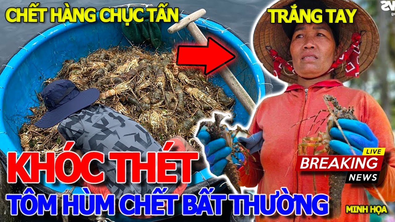 Thôi xong BÀ CON TRẮNG TAY KHÓC THÉT - HÀNG CHỤC TẤN TÔM HÙM XANH PHÚ YÊN .CHẾT .BẤT .THƯỜNG