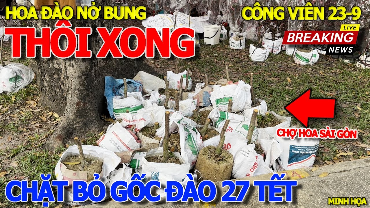 Thôi xong HÀNG TRĂM GỐC ĐÀO CHẶT BỎ CHIỀU 27 TẾT - CHỢ HOA TẾT 23 THÁNG 9 NÁO NHIỆT NGƯỜI TRẢ GIÁ