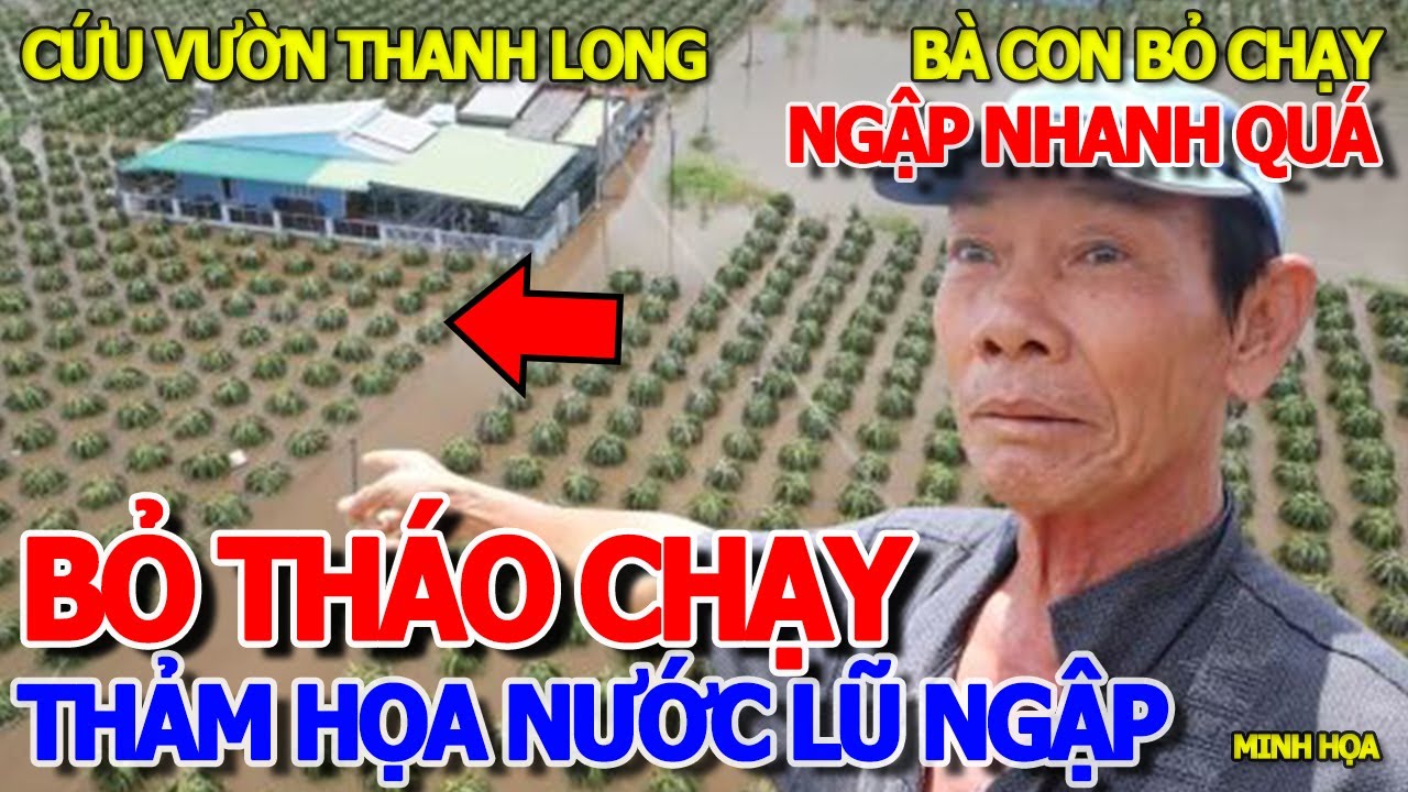 BỎ CHẠY KHÔNG KỊP - THẢM HỌA ẬP ĐẾN HƠN 100 NGÔI NHÀ & VƯỜN THANH LONG CHÌM TRONG BIỂN NƯỚC MƯA LŨ