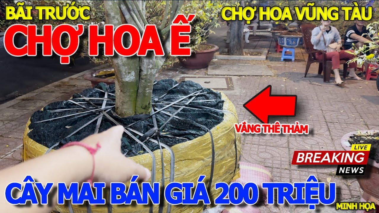 Thảm chưa từng thấy CHỢ HOA TẾT VẮNG KHÁCH KHÔNG THUA SÀI GÒN - CÂY MAI HÉT GIÁ 200 TRIỆU VŨNG TÀU