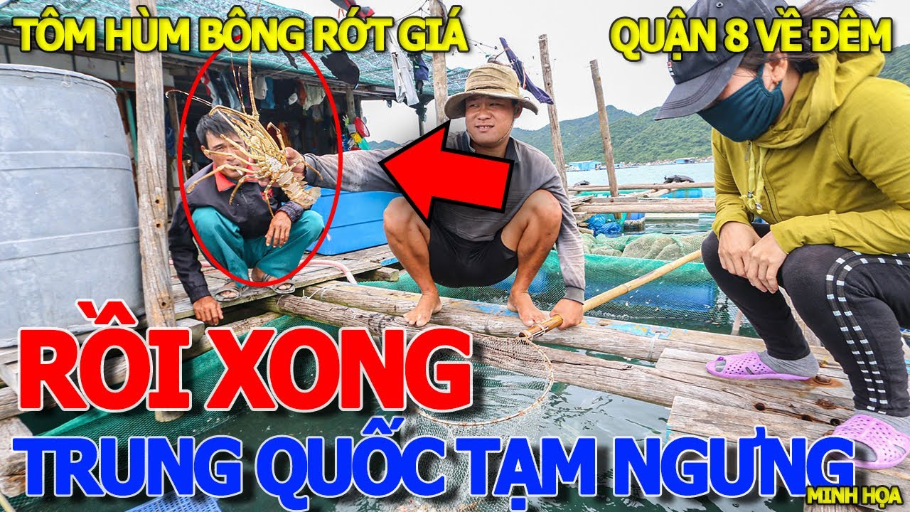 Căng quá GIÁ RỚT THÊ THẢM ? TRUNG QUỐC "TẠM NGƯNG" NHẬP KHẨU TÔM HÙM BÔNG CHƯA RÕ NGUYÊN NHÂN