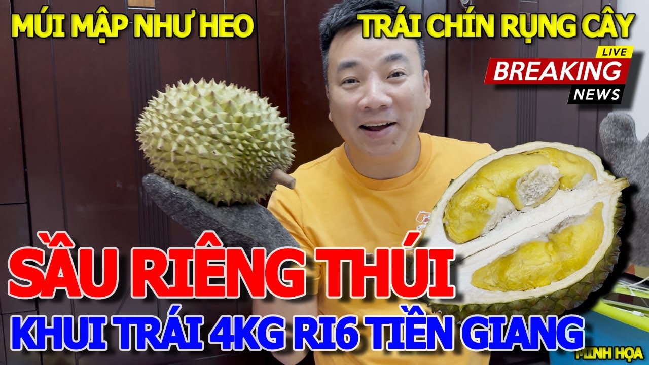 Cận cảnh KHUI SẦU RIÊNG "THÚI" RI6 CHÍNH HÃNG TIỀN GIANG - TRÁI RỤNG CHÍN CÂY MÚI VÀNG NGHỆ BAO PHÊ