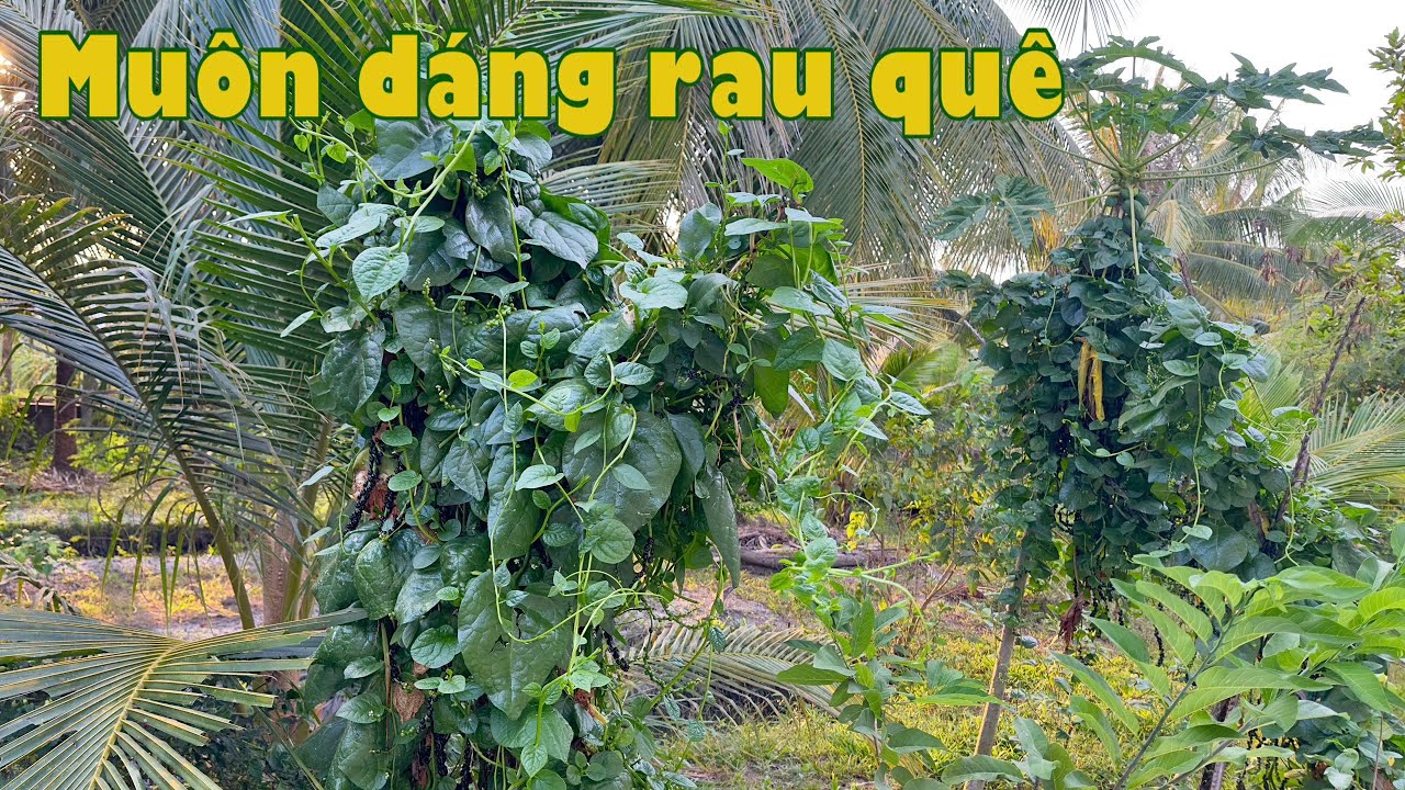 NHỮNG DÁNG RAU QUÊ, tha hương hỏi người còn nhớ? | Đặc sản miền sông nước